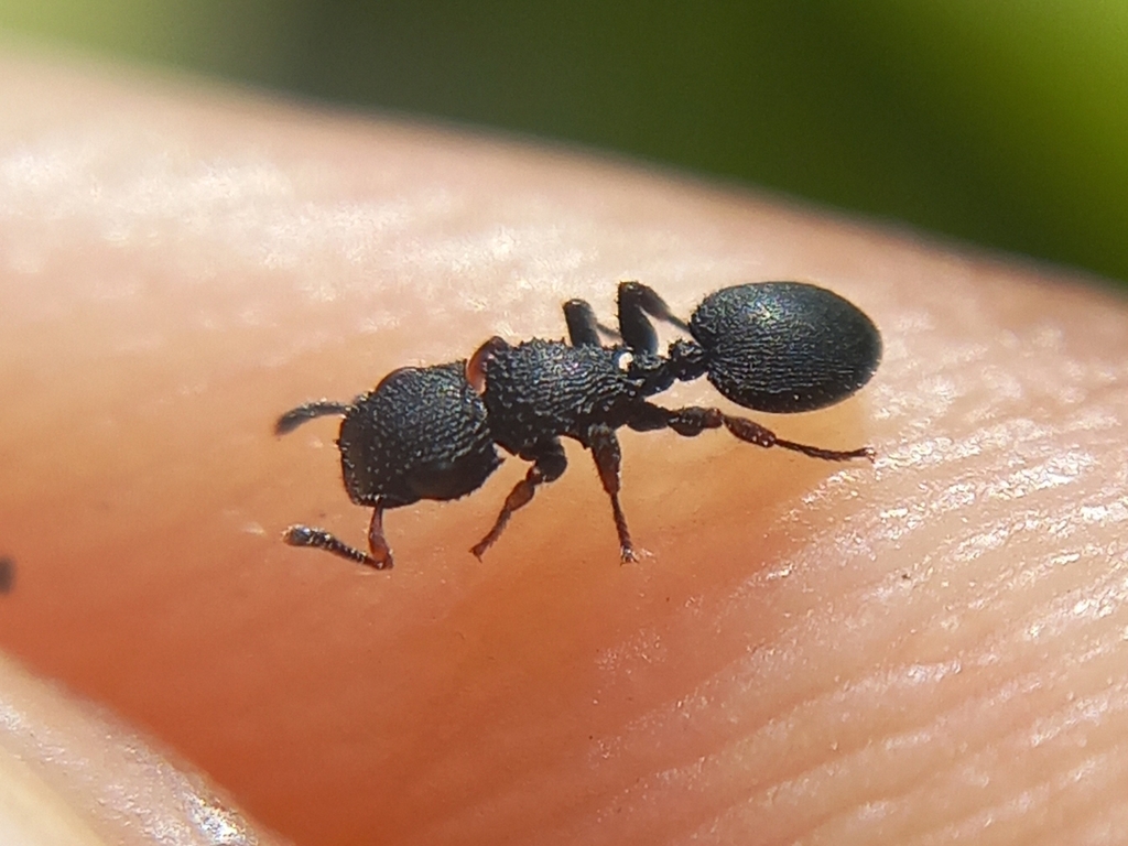 Cataulacus simoni