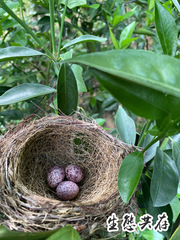 Light-Vented Bulbul photo 6