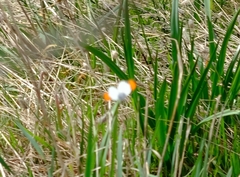 Anthocharis julia flora