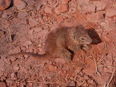 Little Red Kaluta photo 1