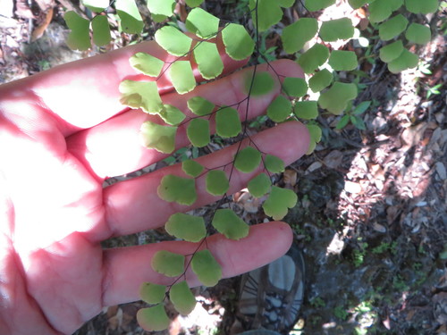 Adiantum tenerum image