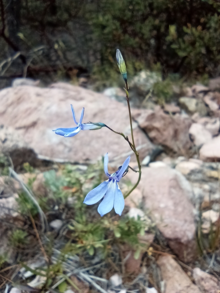 Lobelia guzmanii