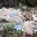 Lobelia guzmanii