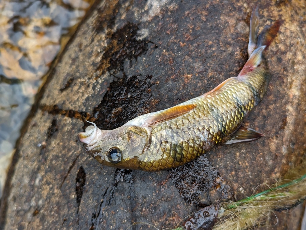 Acrossocheilus labiatus from 中国福建省南平市武夷山市 on November 7, 2023 at 0349