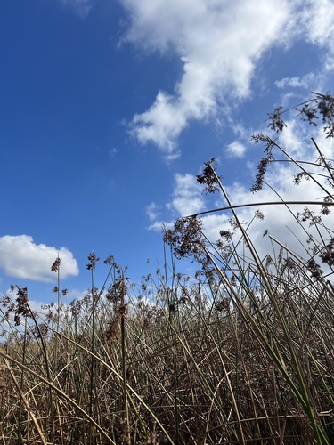 iNaturalist observation photo of California bulrush