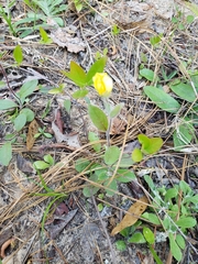 Crocanthemum carolinianum
