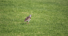 Vanellus chilensis chilensis