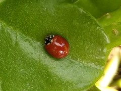 Cycloneda sanguinea