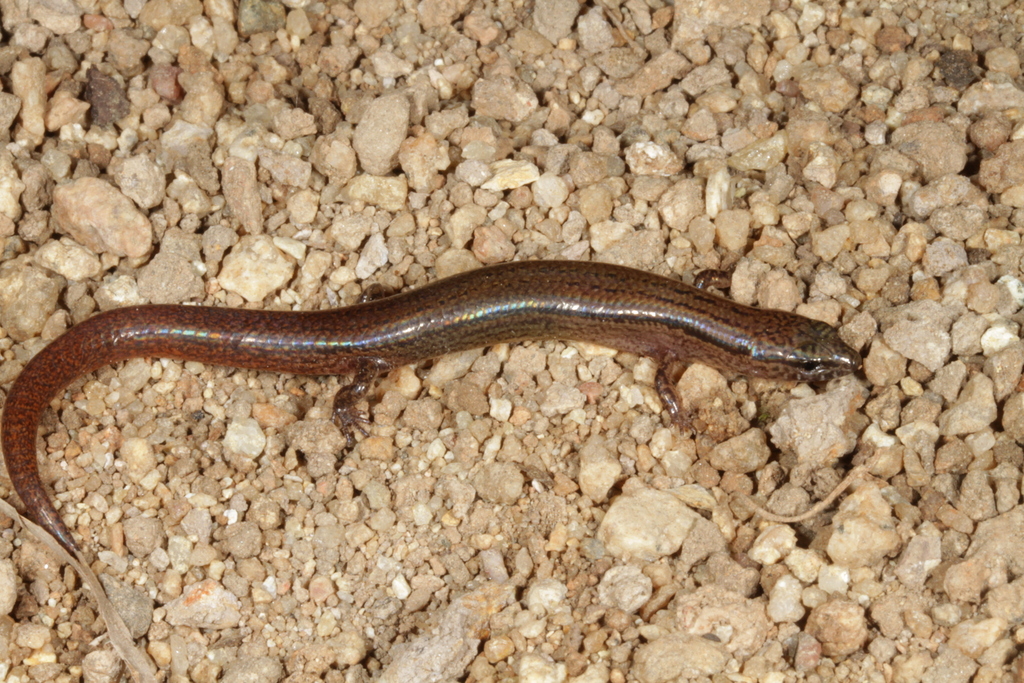 Broad-Templed Calyptotis