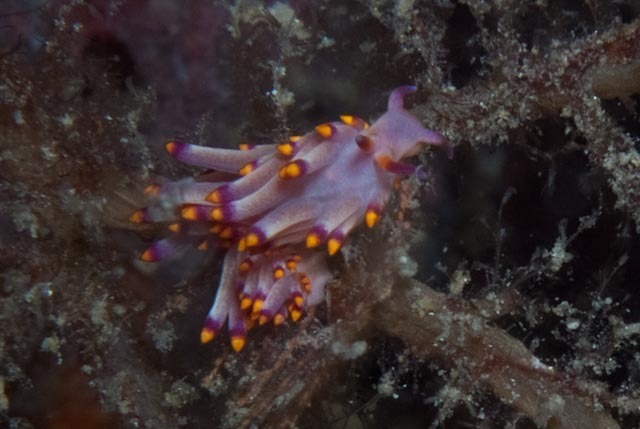 drab aeolid