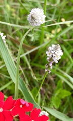 Polygala linoides