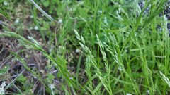 Poa bigelovii