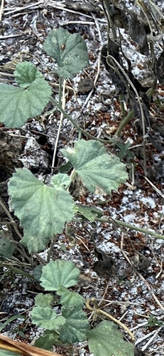 iNaturalist observation photo of alkali mallow