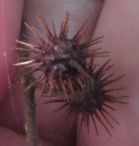 Triumfetta semitriloba