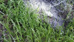 Poa bigelovii