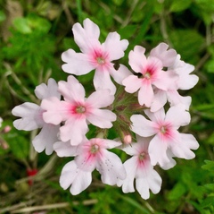 Glandularia dissecta