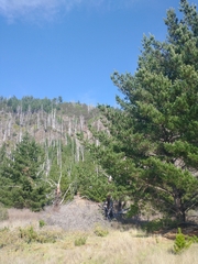Pinus × attenuradiata, photograph author not stated, no rights reserved