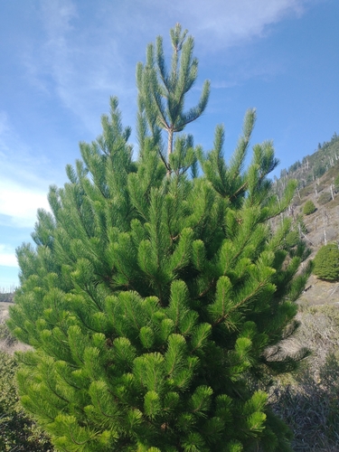 Pinus × attenuradiata, photograph 4