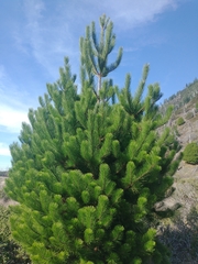 Pinus × attenuradiata, photograph author not stated, no rights reserved