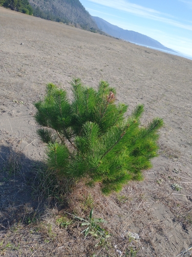 Pinus × attenuradiata, photograph 5
