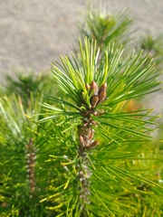 Pinus × attenuradiata, photograph author not stated, no rights reserved
