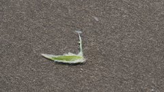Poa bigelovii