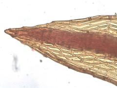 Imbribryum alpinum