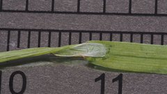 Poa bigelovii