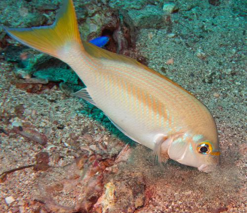 Pale Monocle Bream (Scolopsis affinis)