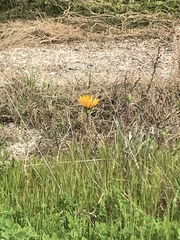 Wyethia angustifolia