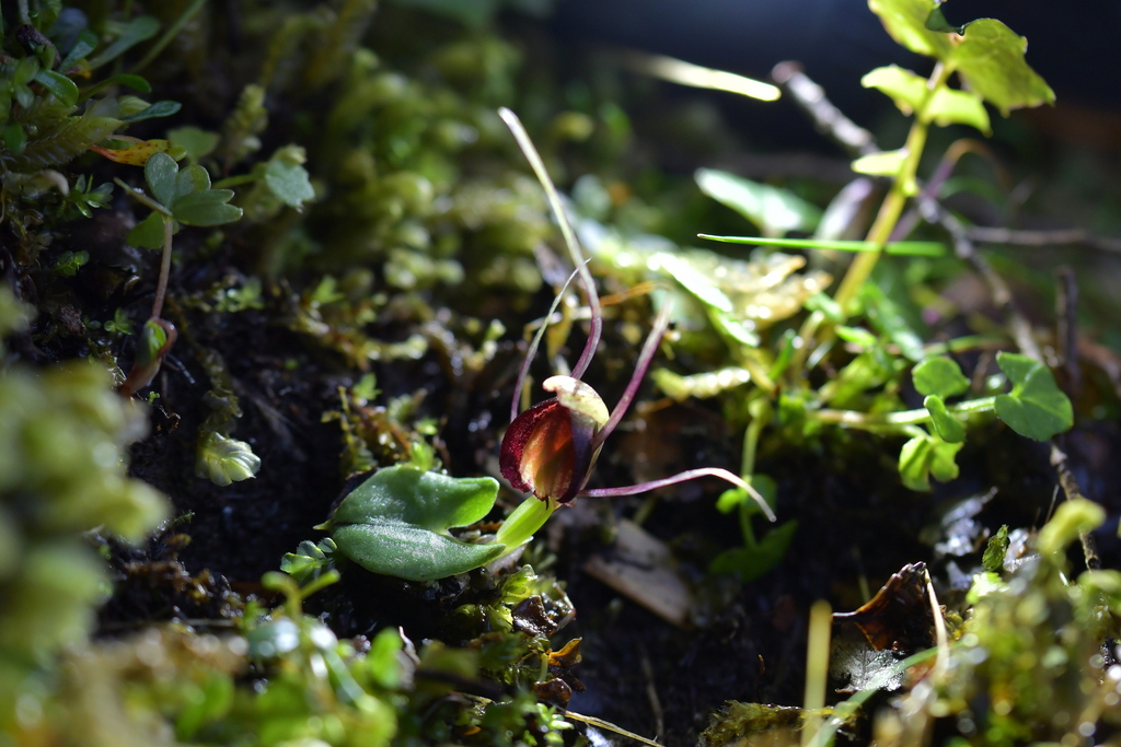 Corybas confusus