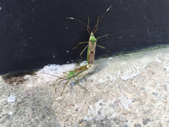 Homoeocerus angulatus