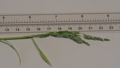 Poa bigelovii