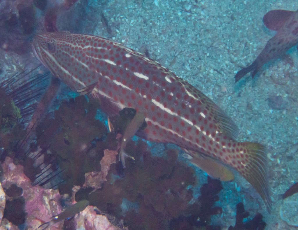 Slender grouper
