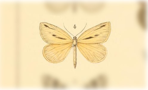 Euclidiodes meridionalis