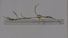 Poa bigelovii