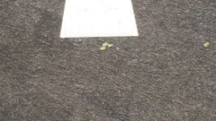 Poa bigelovii
