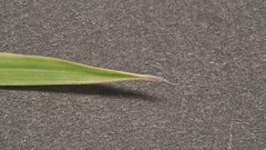 Poa bigelovii