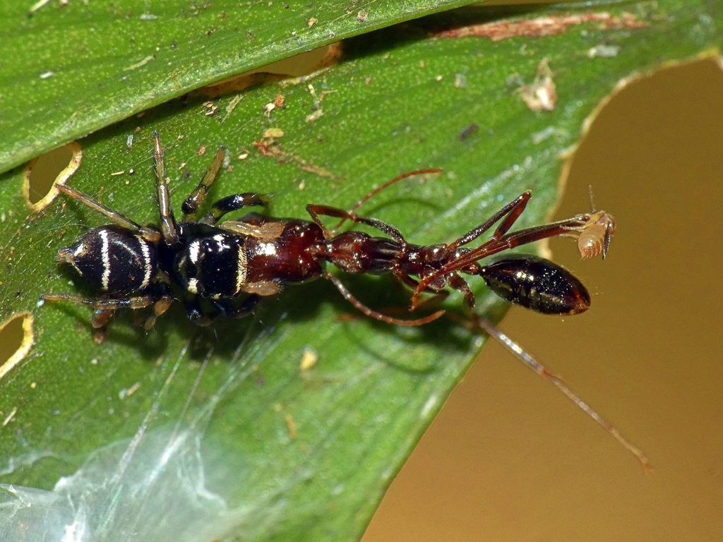 Tiny Ant-eating Jumping Spider
