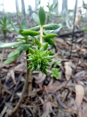 Echeveria bicolor
