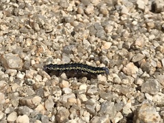 Sympistis perscripta