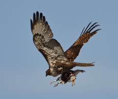 Buteo jamaicensis