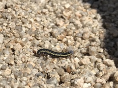 Sympistis perscripta