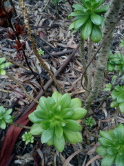 Echeveria bicolor