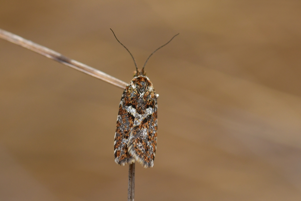 Cnephasia latomana