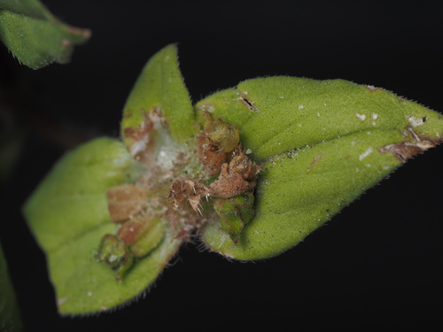 Richardia scabra