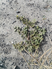 Tribulus terrestris