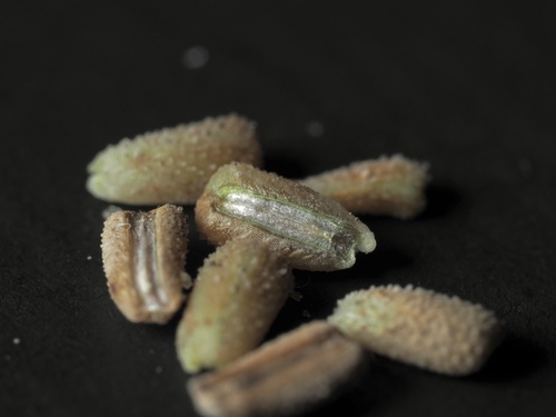 Richardia scabra