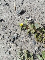 Tribulus terrestris