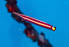 Urchin Clingfish photo 5